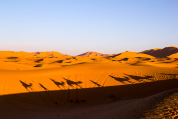 Camel ride along the sand dune in the desert of Sahara at sunset © Siyue