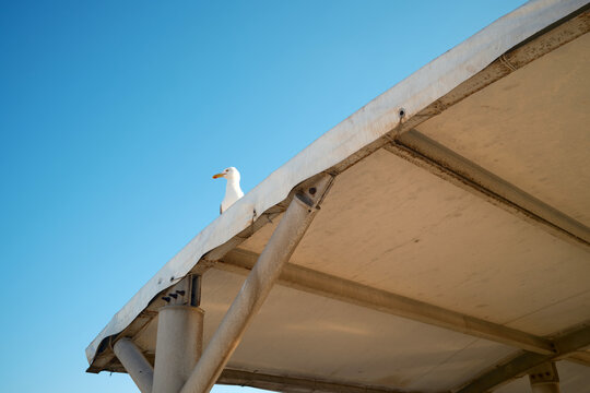 Seagull on weathered pier beneath blue sky in Favignana