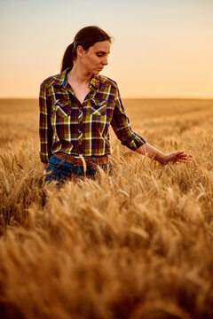 Female farmer touching ripening wheat in golden field at sunset