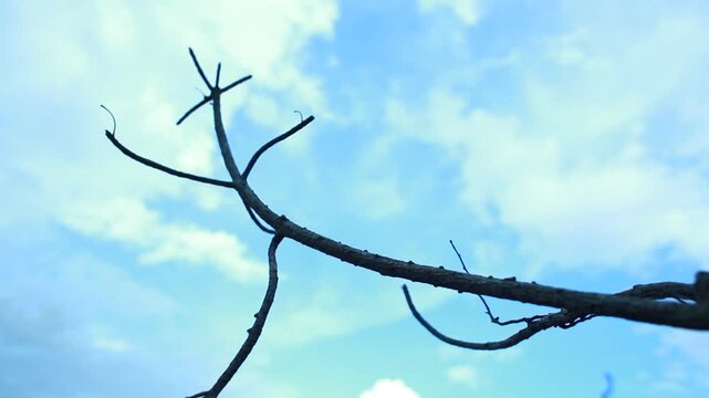 A single dry brown leaf remains attached to a tree branch against a soft blue cloudy sky. The minimalist natural composition represents seasonal transition, autumn, resilience, change, solitude, and t
