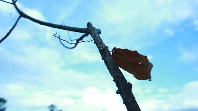 A single dry brown leaf remains attached to a tree branch against a soft blue cloudy sky. The minimalist natural composition represents seasonal transition, autumn, resilience, change, solitude, and t