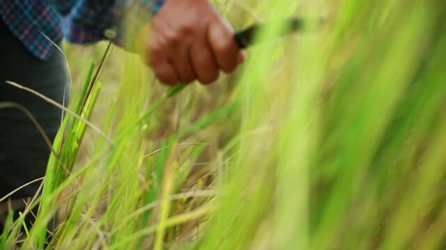 Close-up of a Thai farmer harvesting mature golden rice by hand in a traditional paddy field. The image captures authentic rural agriculture, manual harvesting techniques, sustainable farming, food pr
