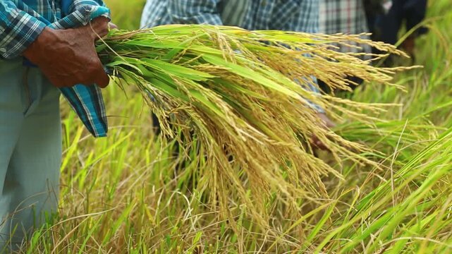 Close-up of a Thai farmer harvesting mature golden rice by hand in a traditional paddy field. The image captures authentic rural agriculture, manual harvesting techniques, sustainable farming, food pr