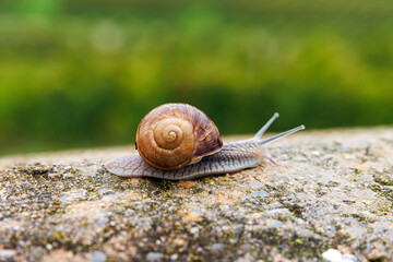 Roman snail, Helix pomatia, crawling along a stone ledge against a blurred green landscape © Dina