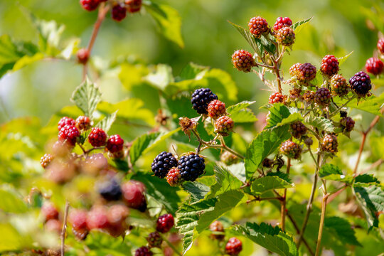 Selective focus of wild blackberries, Branches of unripe and ripe blackberry in forest, Rubus is a large and diverse genus of flowering plants in the rose family, Rosaceae, Health benefits of berries.