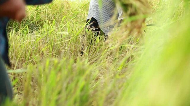 Close-up of a Thai farmer harvesting mature golden rice by hand in a traditional paddy field. The image captures authentic rural agriculture, manual harvesting techniques, sustainable farming, food pr