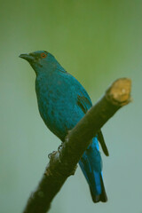 Naklejka premium Turquoise Parrot Neophema pulchella Perching Inside a Spacious Aviary