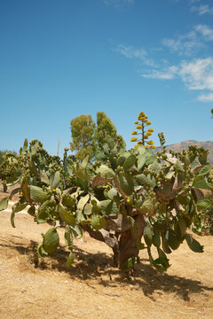Prickly pear cactus with yellow blooms in arid desert