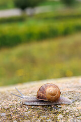 Roman snail, Helix pomatia, crawling along a stone ledge against a blurred green landscape. Vertical composition   © Dina