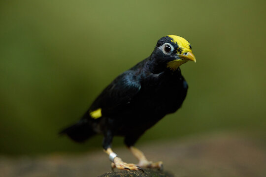Golden crested Myna Perched on a Branch Inside a Spacious Aviary