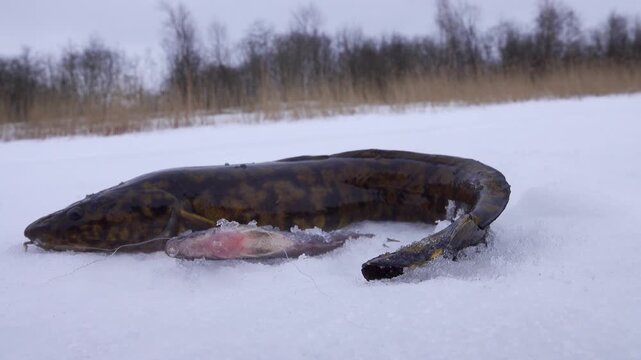 Winter (ice) fishing. Burbot is real winter fish. Burbot caught on north frozen river in hole and pulled out into snow. View of forest swampy river bank. Bait on a hook in the form of a ruff