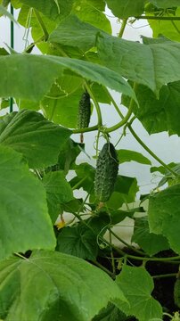 Cucumbers in the garden, cucumber vine №2