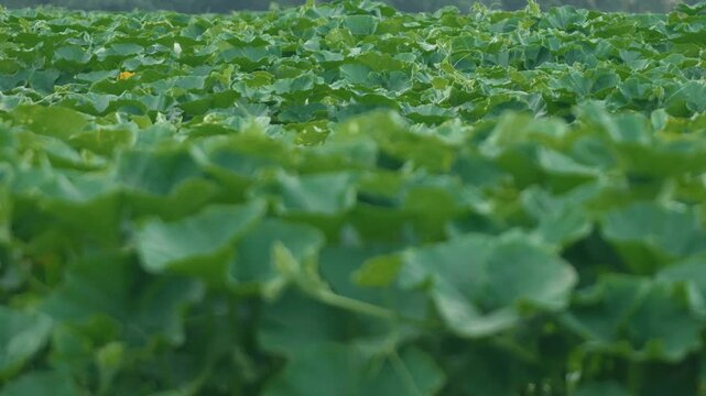 Pumpkin field