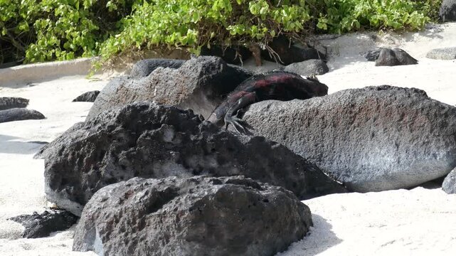 Marine iguana on Galapagos Islands volcanic rock is startled then runs away and sneezes salt out