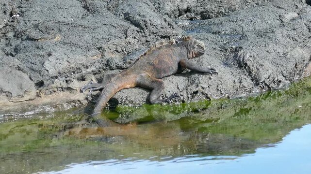 Marine iguana lizard resting on volcanic rock with ocean water ripples below on Galapagos Islands