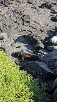 View over rocky cliff of Galapagos Islands with marine iguana on ledge vertical video