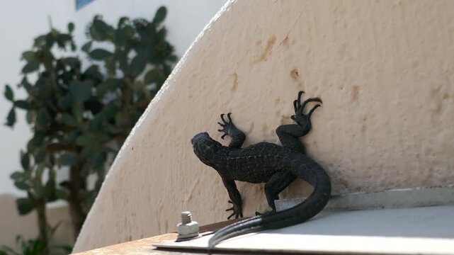 Young marine iguana clinging to side of home exterior and looking around