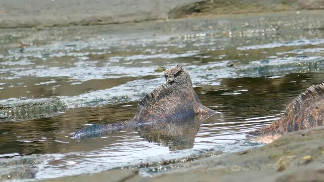Back view of marine iguana resting in shallow pool of water in rock with reflection