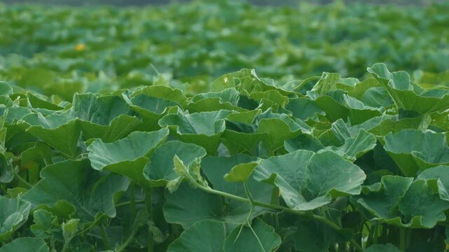 Pumpkin field