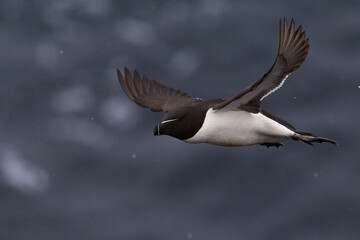 Fototapeta premium Razorbill in flight in the Rain, Deerness, Orkney, Scotland