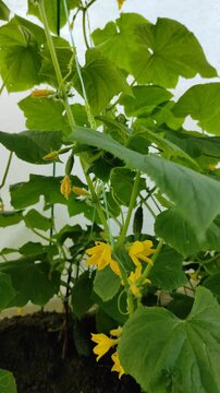 Cucumbers in the garden, cucumber vine №3
