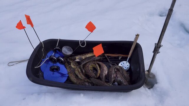 Catch burbot on winter fishing trip (ice fishing). Fish is caught using kind of fishing tackle zherlitsa and bait in form of small fish. Zherlitsy and catch in fishing sled. Northwest Russia