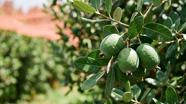 Ripe feijoas on a leafy branch in midday orchard sun