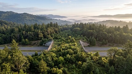 Fototapeta premium Mature wildlife overpass connects forest habitat at dawn