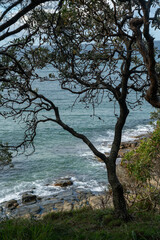 Fototapeta premium Dry branches stretch across a view of rolling waves