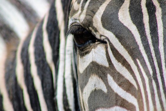 zebra close up