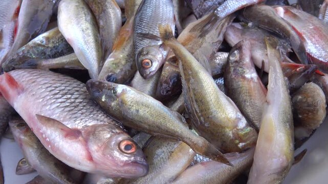 Mixed fishing rod catch during ice fishing. First of all, roach and ruff. Northwest Russia Svir River, Lake Ladoga