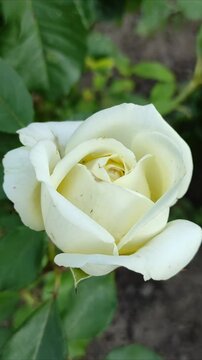 White rose on a flowerbed in the garden №2