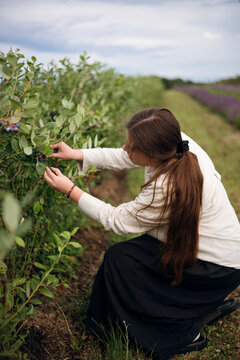 Woman harvest blueberry in cultivated field