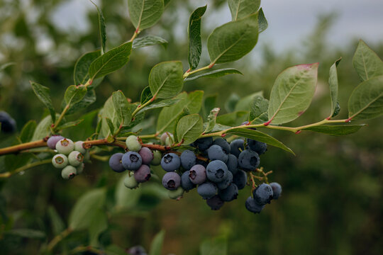 Ripe blueberry cluster on bush in agricultural field