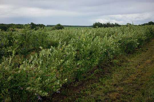 Blueberry bush field ready for summer harvest