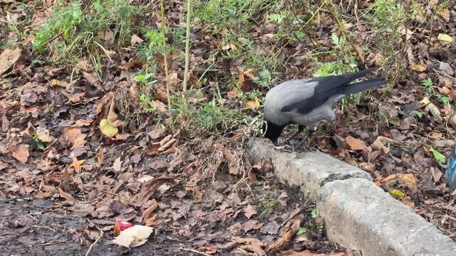 Hooded crow moving through a leaf-covered urban park. Visual illustrating adaptation of wildlife to city environments.