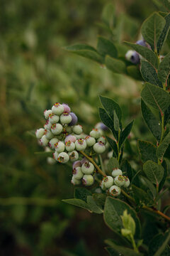 Unripe blueberries on bush in agricultural field