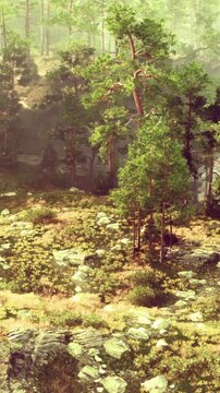 Sunlight shines on a forest scene. Trees stand tall in the greenery. Rocks and bushes are scattered on the ground. The setting appears natural and untouched by human activity.