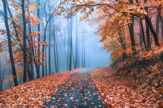 Leaf strewn forest road curving into thick blue fog beneath orange autumn beech trees