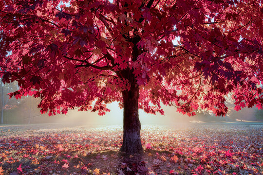 Lone red maple tree in full autumn colour glowing in misty backlit morning sunlight