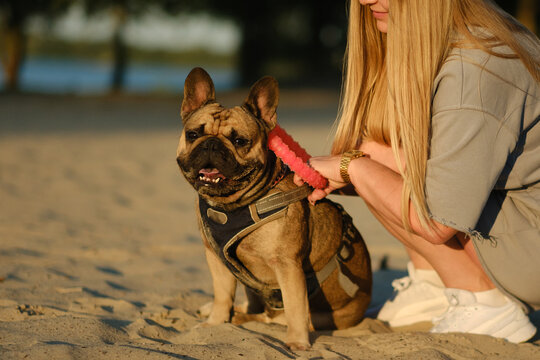 Cute French bulldog sitting on sandy beach with owner holding toy ring during golden hour. Pet care lifestyle concept.
