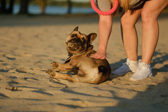 Cute French bulldog sitting on sandy beach with owner holding toy ring during golden hour. Pet care lifestyle concept.