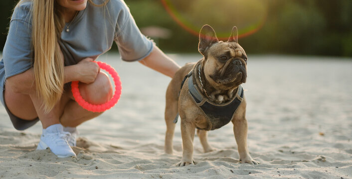 Cute French bulldog sitting on sandy beach with owner holding toy ring during golden hour. Pet care lifestyle concept.