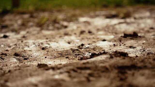 Small water droplets falling and splashing on dry, dusty soil during a light summer shower, with a soft, out of focus grassy background and warm, natural lighting