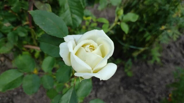 White rose on a flowerbed in the garden