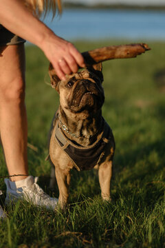French bulldog biting wooden stick held by owner in green park at sunset. Active pet playing training concept.