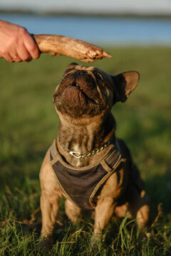 French bulldog biting wooden stick held by owner in green park at sunset. Active pet playing training concept.