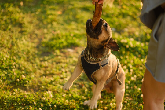 French bulldog biting wooden stick held by owner in green park at sunset. Active pet playing training concept.