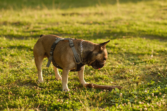 French bulldog biting wooden stick held by owner in green park at sunset. Active pet playing training concept.