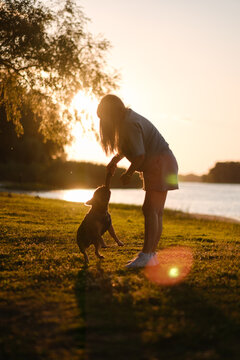 French bulldog biting wooden stick held by owner in green park at sunset. Active pet playing training concept.
